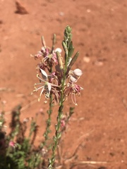 Oenothera suffrutescens