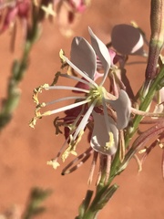 Oenothera suffrutescens