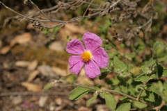 Cistus creticus eriocephalus