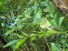 Caryota mitis