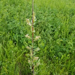 Astragalus canadensis