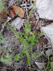 Crassula lanceolata