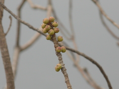 Ficus arnottiana