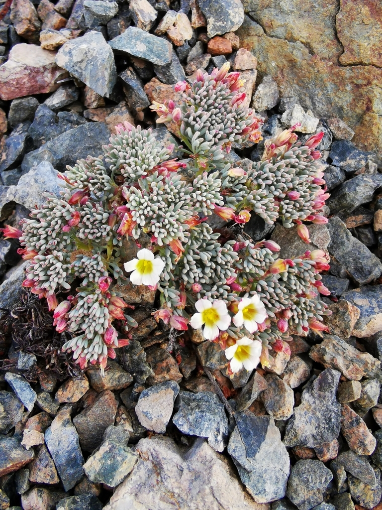 Section Caesiae