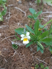 Viola arvensis