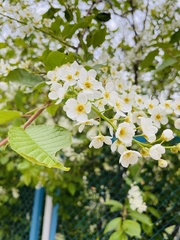 Prunus padus