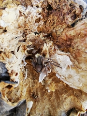 Sicarius thomisoides