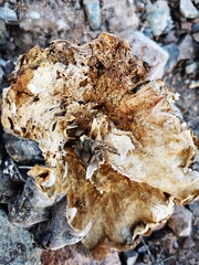 Sicarius thomisoides