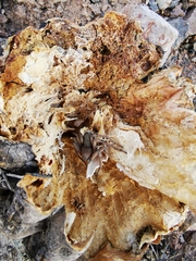 Sicarius thomisoides