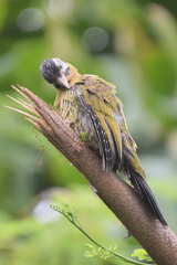 Picus vittatus