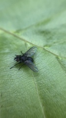 Phania funesta