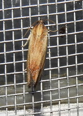 Eucosma umbrastriana