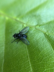 Phania funesta
