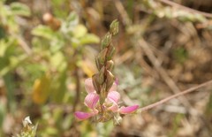 Onobrychis caput-galli