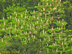 Bretschneidera sinensis