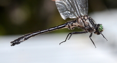 Hylogomphus adelphus