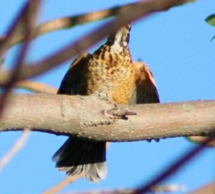 Turdus migratorius