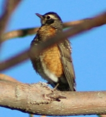 Turdus migratorius