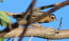 Turdus migratorius