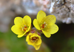 Saxifraga macrocalyx