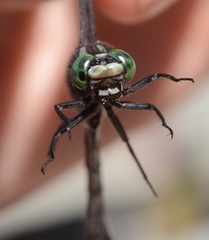 Hylogomphus adelphus