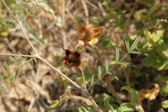 Onobrychis caput-galli