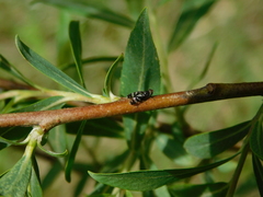 Herina frondescentiae