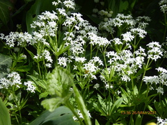 Galium odoratum