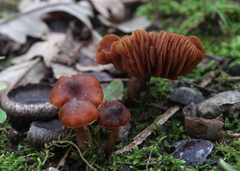 Cortinarius distans