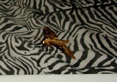 Lophostethus dumolinii