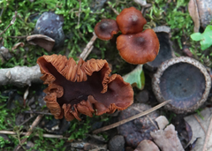Cortinarius distans