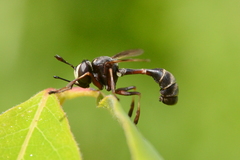 Physocephala furcillata