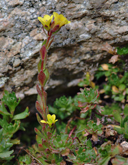 Saxifraga macrocalyx