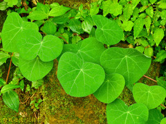 Stephania cephalantha