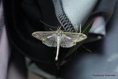 Polythlipta macralis