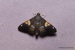 Heterocnephes