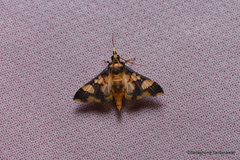 Orphanostigma angustale