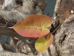 Ficus arnottiana