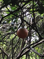 Melodinus cochinchinensis