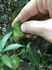 Melodinus cochinchinensis