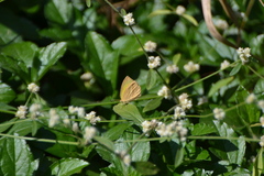 Eurema laeta