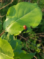 Chrysomela populi