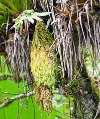 Phlegmariurus linifolius