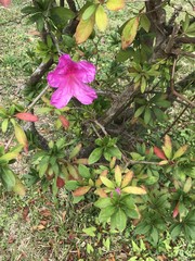 Rhododendron × pulchrum