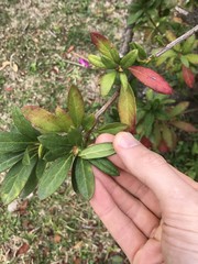 Rhododendron × pulchrum