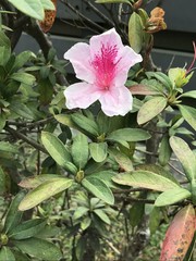 Rhododendron × pulchrum