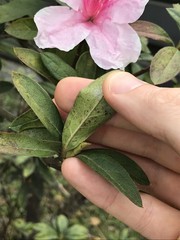 Rhododendron × pulchrum