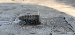 Lepidoptera