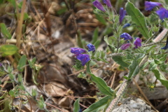 Echium vulgare pustulatum