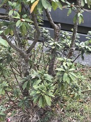 Rhododendron × pulchrum